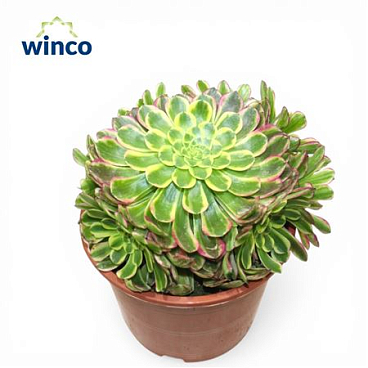 Aeonium Sunrise