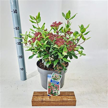 Viburnum Tinus Gwenllian