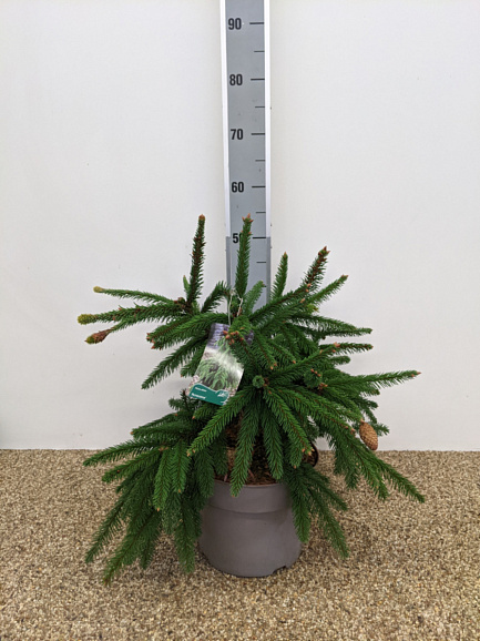 Ель обыкновенная Акрокона