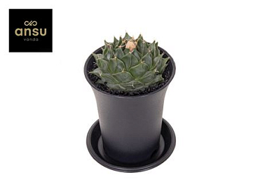 Cactus Obregonia Denegrii