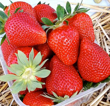 Земляника Сибилла Пепл