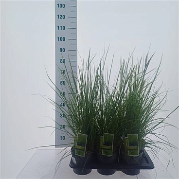Sesleria Greenlee