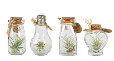 Tillandsia Glas Bottle Small Mix