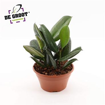 Ficus El Robusta Bowl