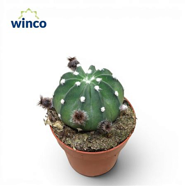 Echinopsis Subdenudata (flowering)