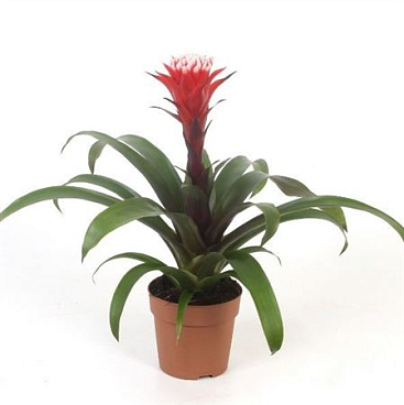 Guzmania Hope