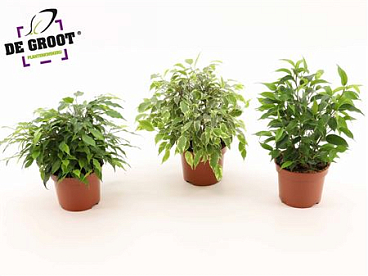 Ficus Be Mix 3 Sorts