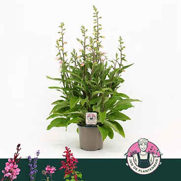 Digitalis Purpurea Hanabee Light Rose