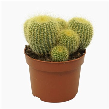 Eriocactus Leninghausii