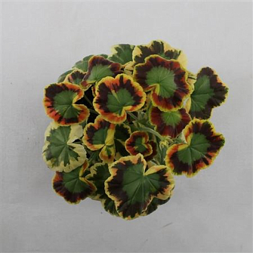 Geranium Contrast