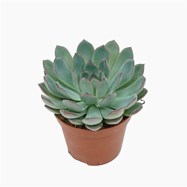 Echeveria Apus
