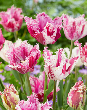 Тюльпан бахромчатый Перпл Серкус