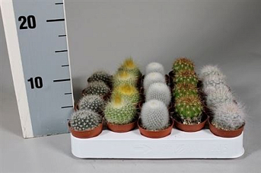 Cactus Mix Luxe Bollenmix On Row