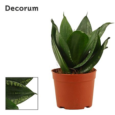 Sansevieria Hahnii Silver Flame