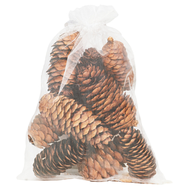 Рододендрон гибридный Доктор Х.с. Дресселхайс