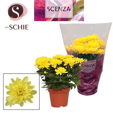 Chrys Grandezza Yellow (scenza)