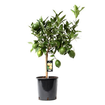Citrus Green Lime On Stem