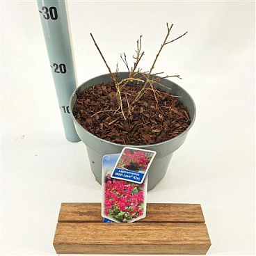 Lagerstroemia Indica With Love Kiss