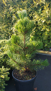 Сосна белокорая Малинки