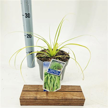Carex Oshimensis Everillo
