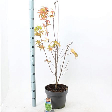 Acer Shir Jordan