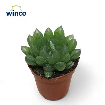 Хавортия Куперии Вар.