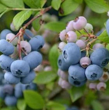 Голубика высокорослая Река