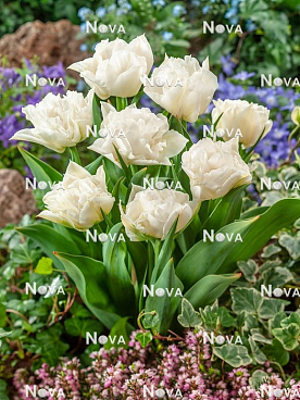 Тюльпан махровый ранний Марина Ингмен