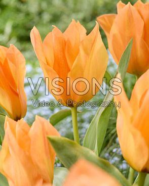 Тюльпан гибрид фостера Принцепс