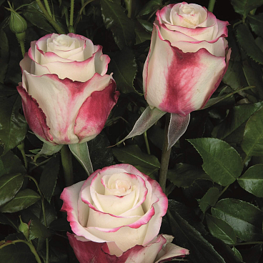 Роза чайно-гибридная Свитнесс