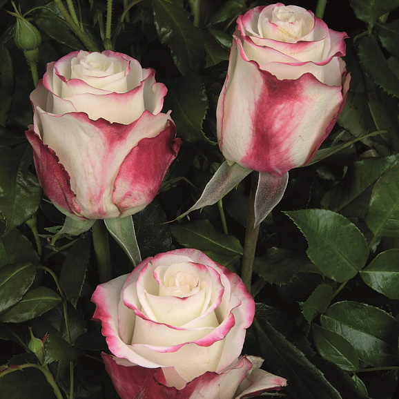 Роза чайно-гибридная Свитнесс