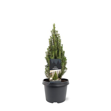 Picea Glauca Zuckerhut