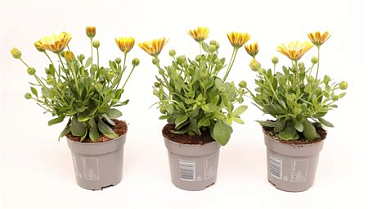 Osteospermum Yellow
