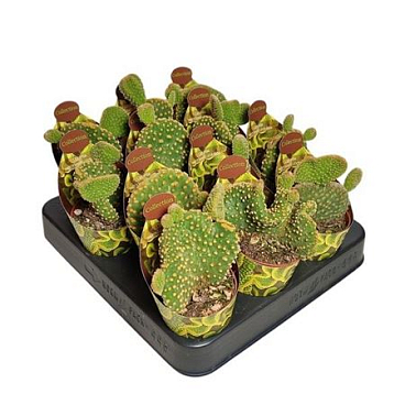Opuntia Microdasys Undulata Potcover Potcover