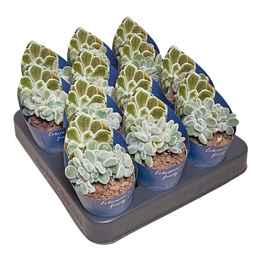 Echeveria Pulvinata Frosty Crestata Potcover