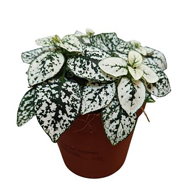 Hypoestes White