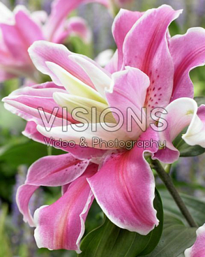 Лилия восточный махровый Лилак Клауд