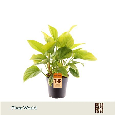 Homalomena Lemon Lime