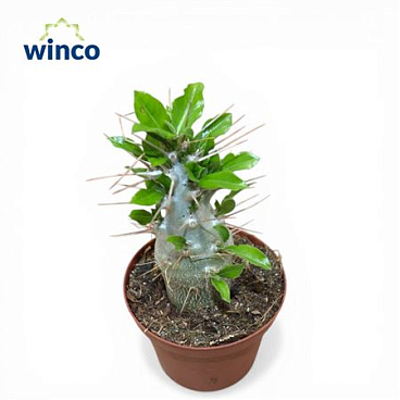 Pachypodium Saundersii