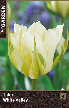 Тюльпан махровый ранний Уайт Вели