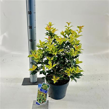 Osmanthus Het Goshiki