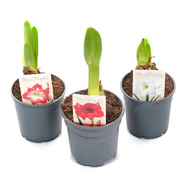 Гиппеаструм Микс