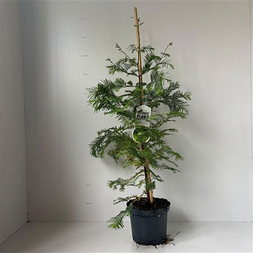 Metasequoia Glyptostroboides