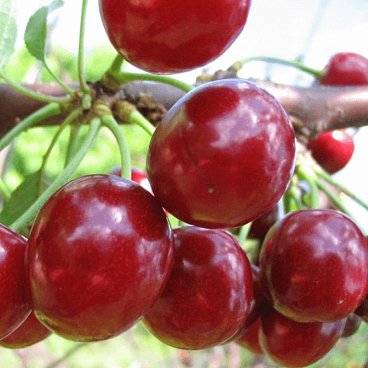 Черевишня Факел в тубе