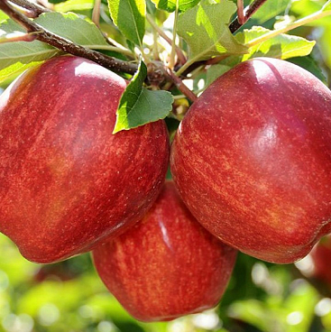 Яблоня домашняя Гала Маст