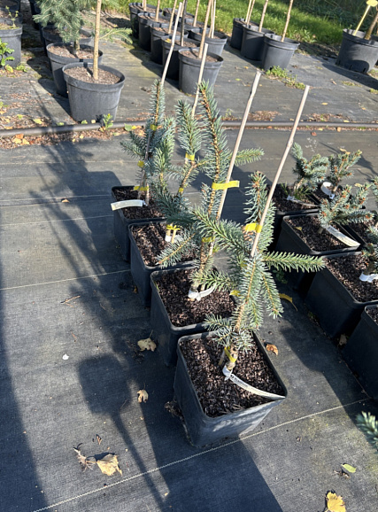 Ель колючая Троймнер