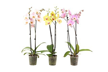 Phal 2st Mix 18+ (vg)