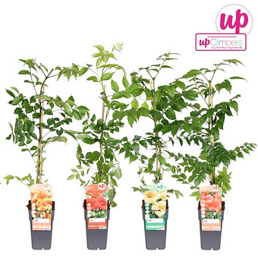Campsis Mix (grafted)