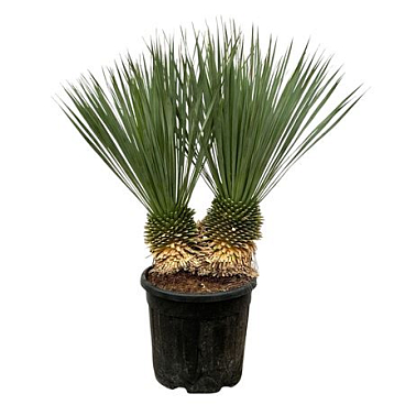 Yucca Rostrata Double Stem