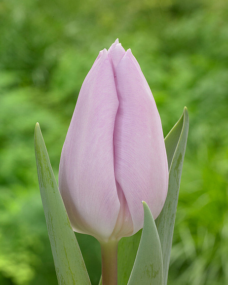 Тюльпан триумф Фэй